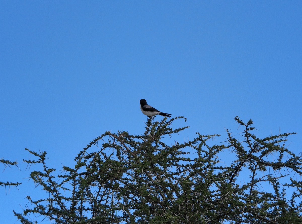 Taita Fiscal - ML637074974