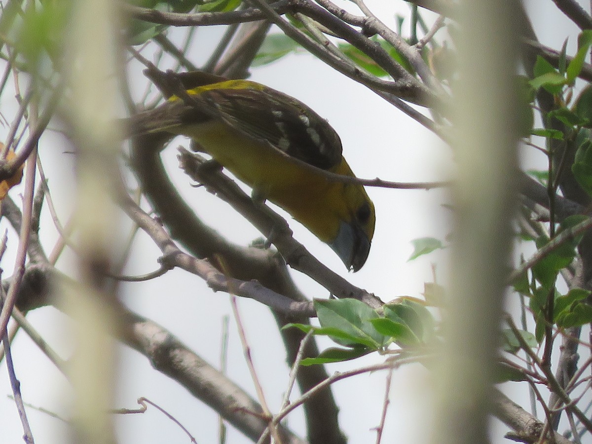Yellow Grosbeak - ML637075215