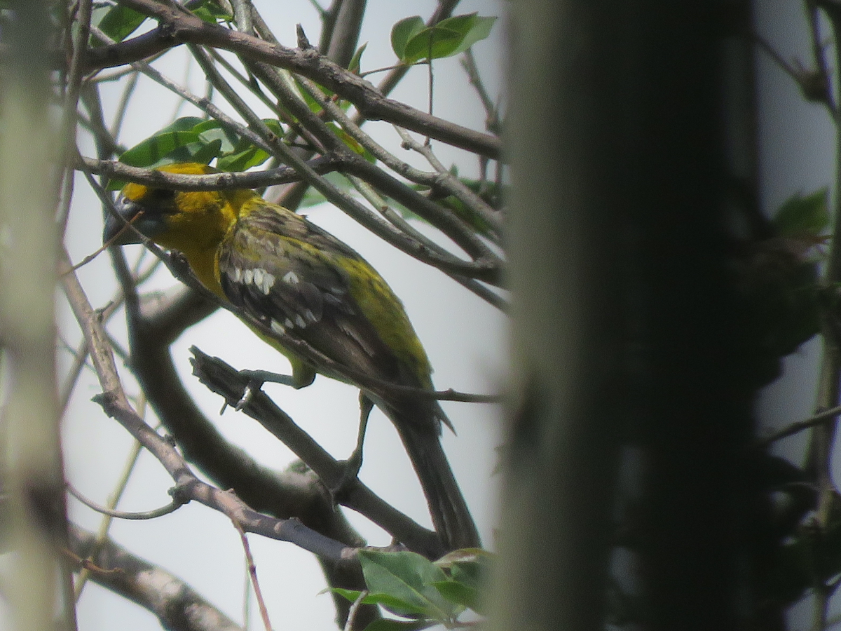 Yellow Grosbeak - ML637075259