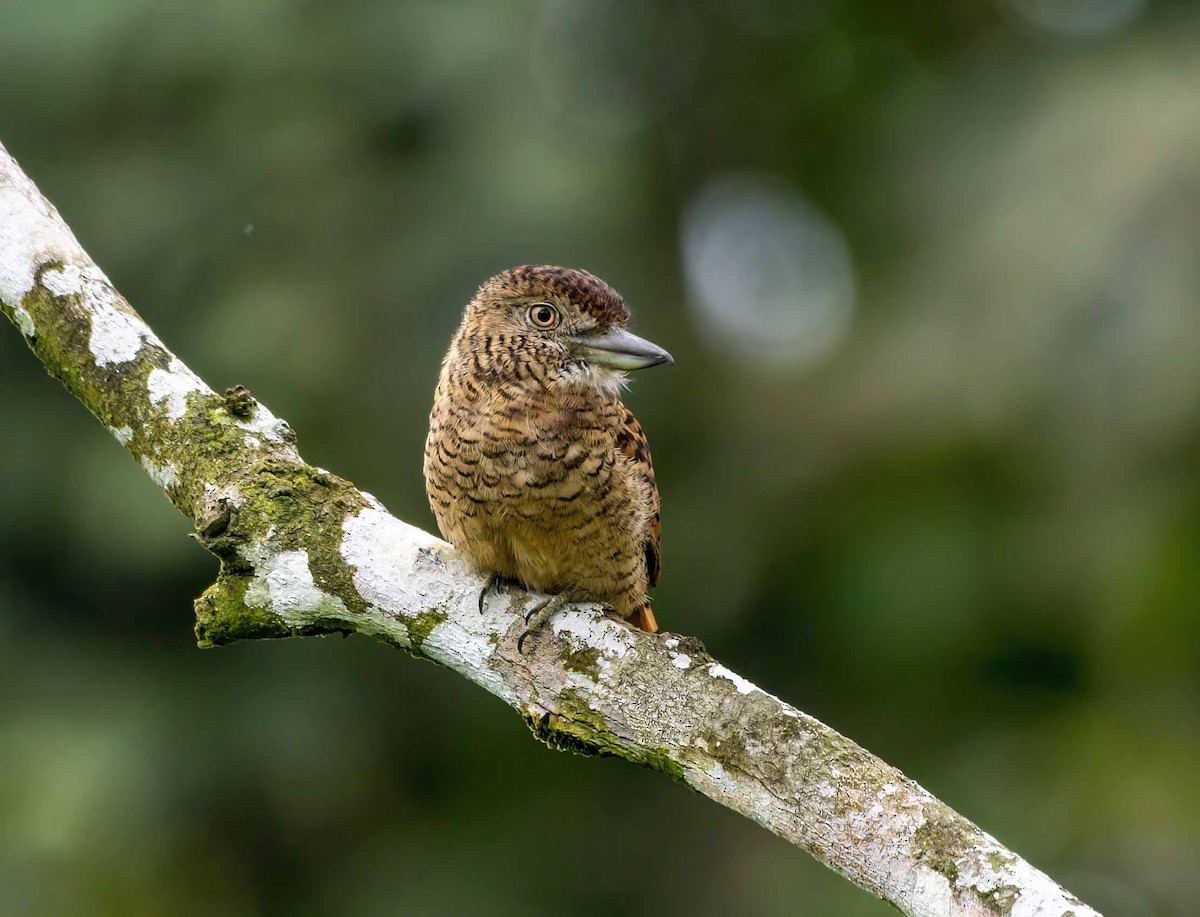 lenivka tygrovaná - ML637075394