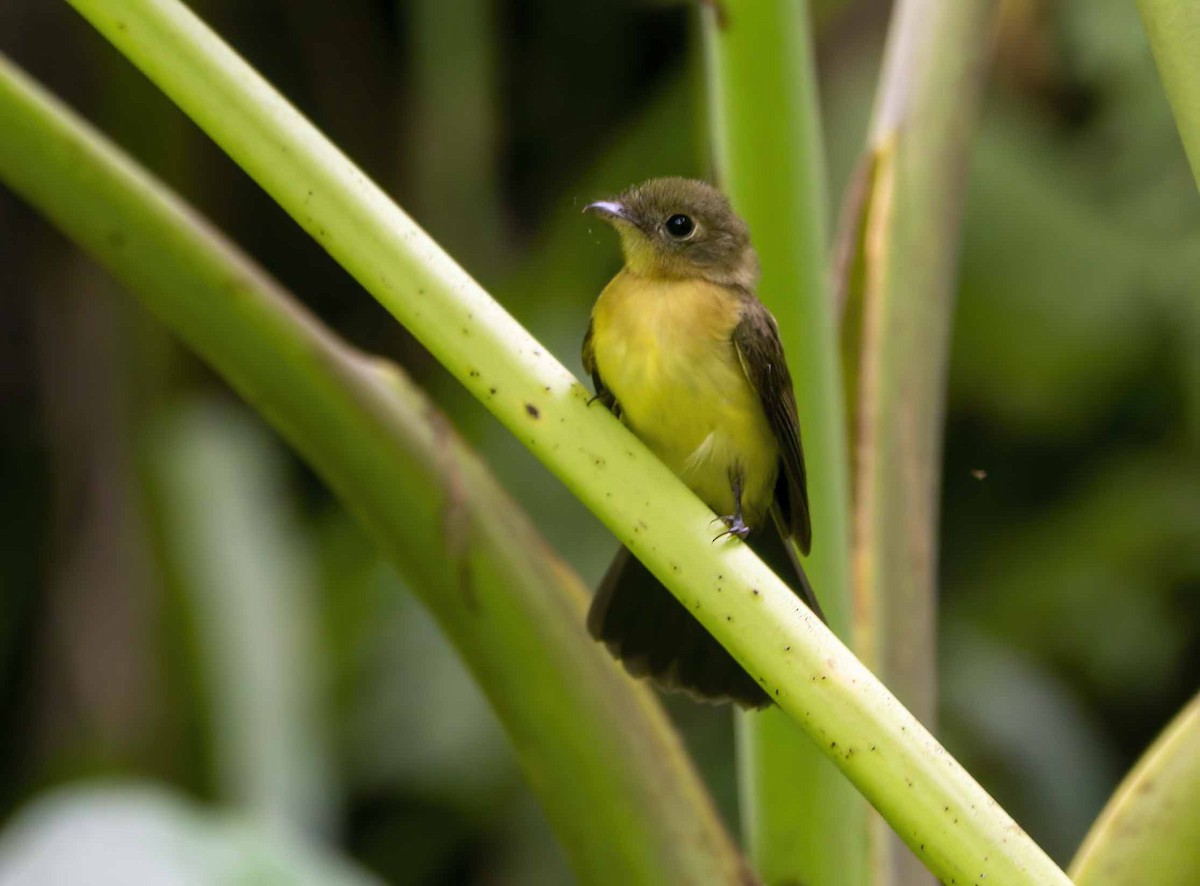 Black-tailed Flycatcher - ML637075428