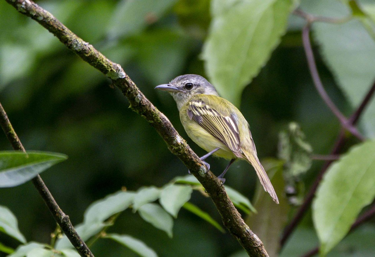 Yellow-olive Flatbill - ML637075436