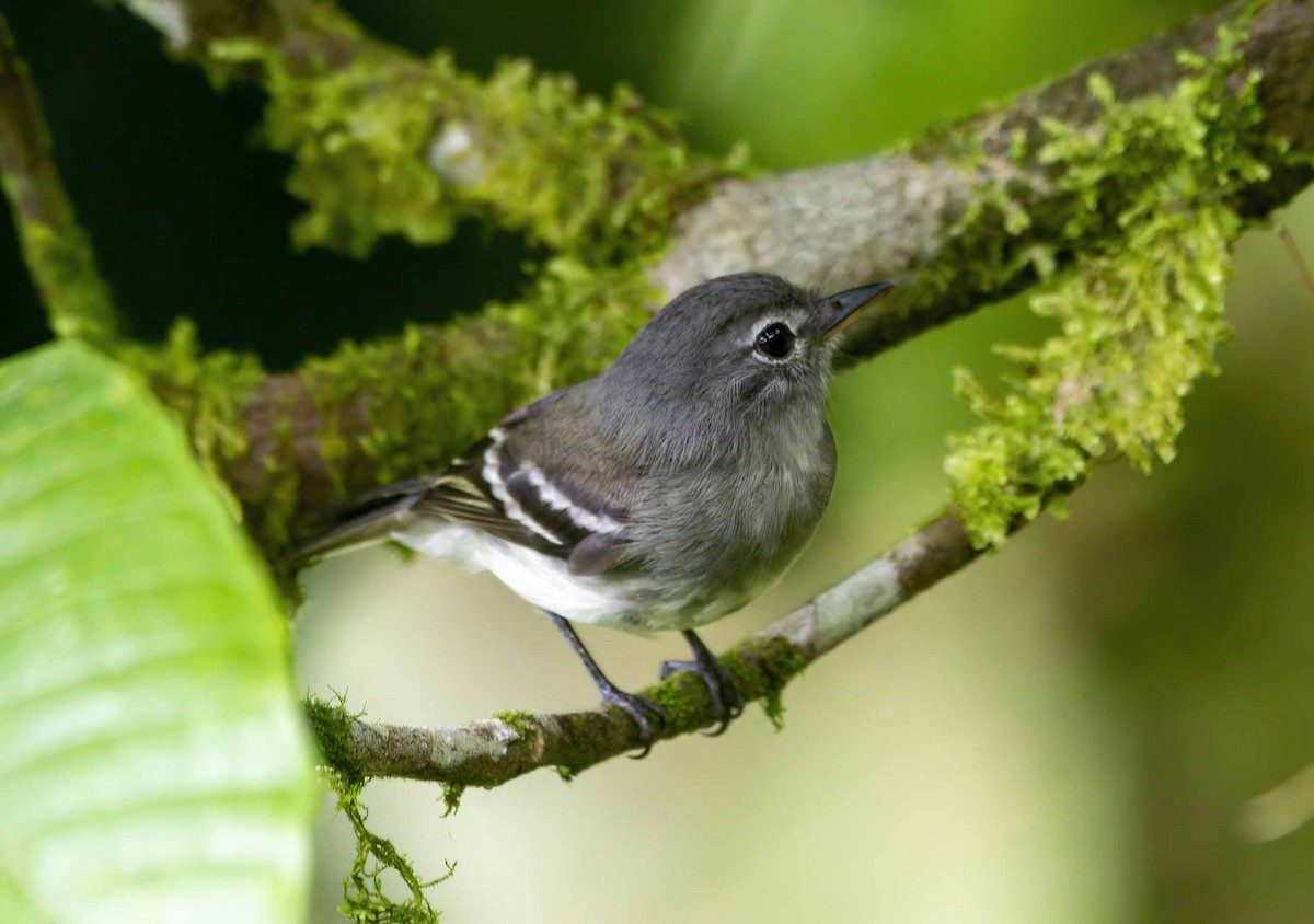 Gray-breasted Flycatcher - ML637075447