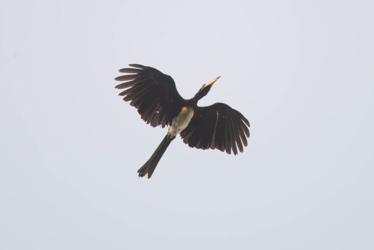 West African Pied Hornbill - ML637075472