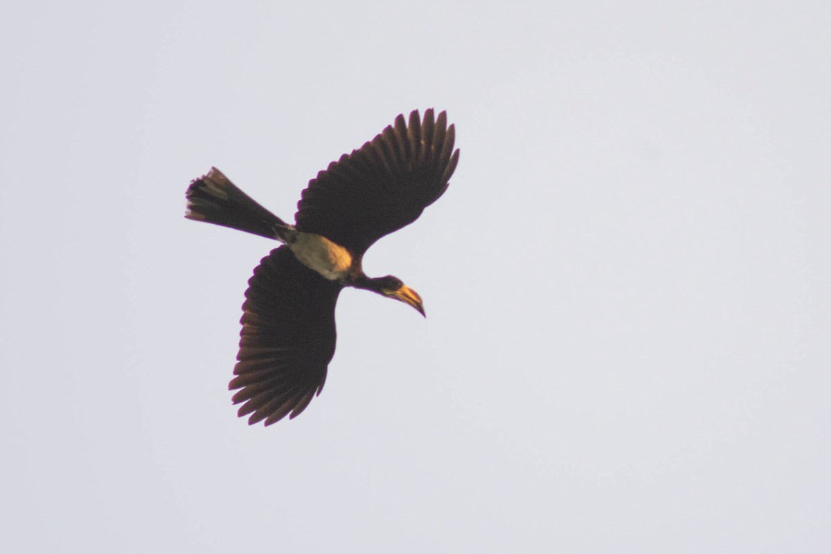 West African Pied Hornbill - ML637075473