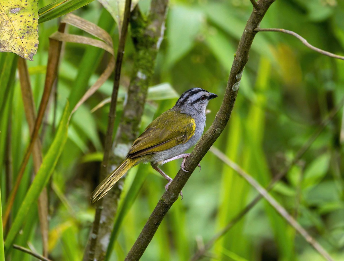 Black-striped Sparrow - ML637075480