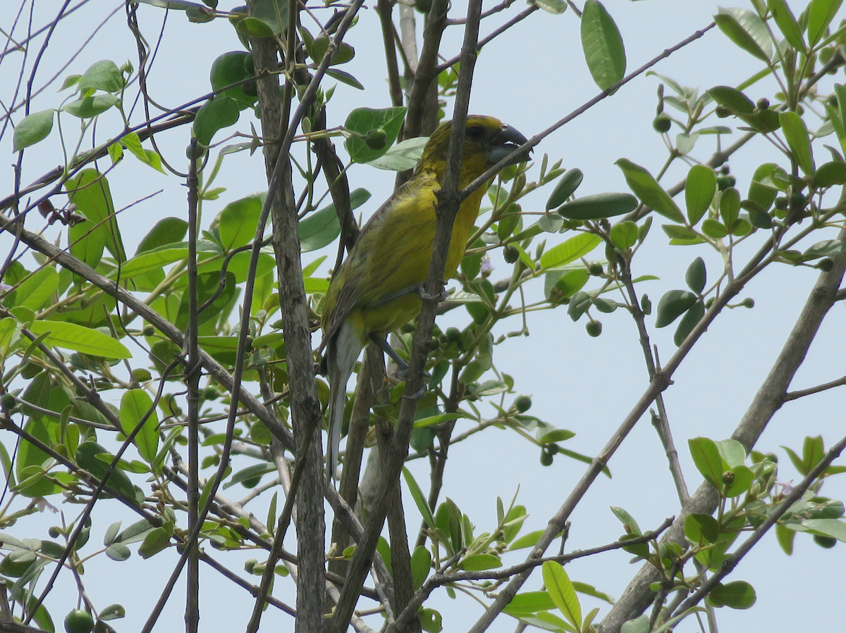 Yellow Grosbeak - ML637075489