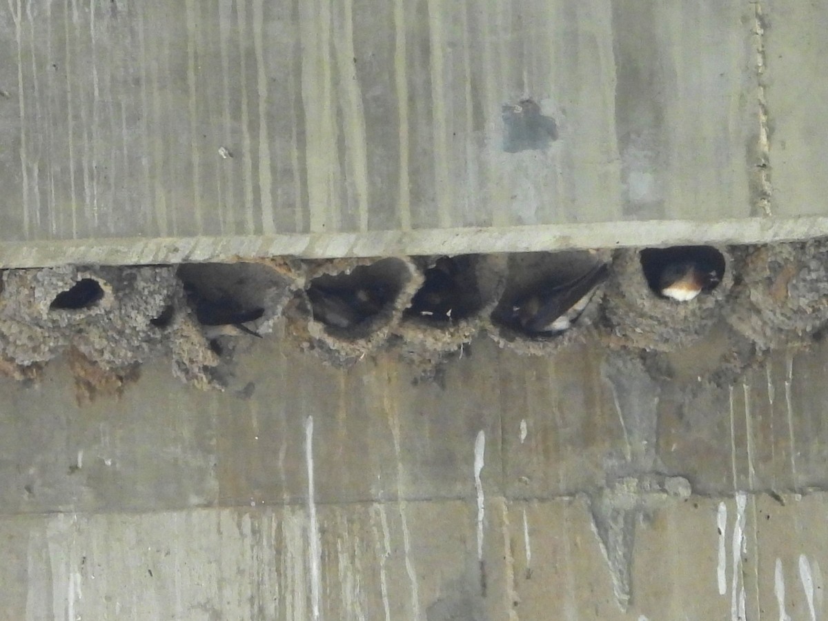 Cliff Swallow - ML637075492