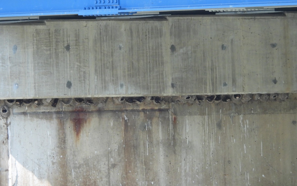 Cliff Swallow - ML637075493