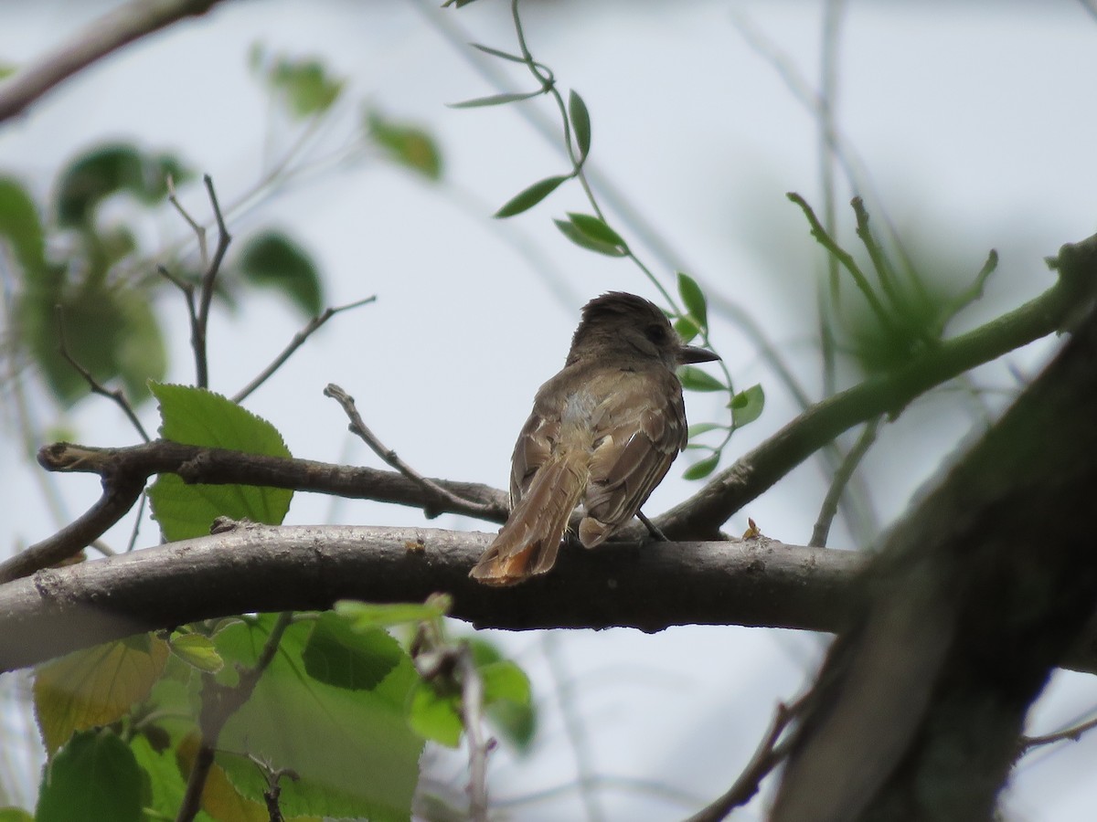 Nutting's Flycatcher - ML637075504