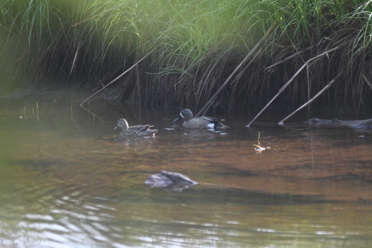 Blue-winged Teal - ML637075512