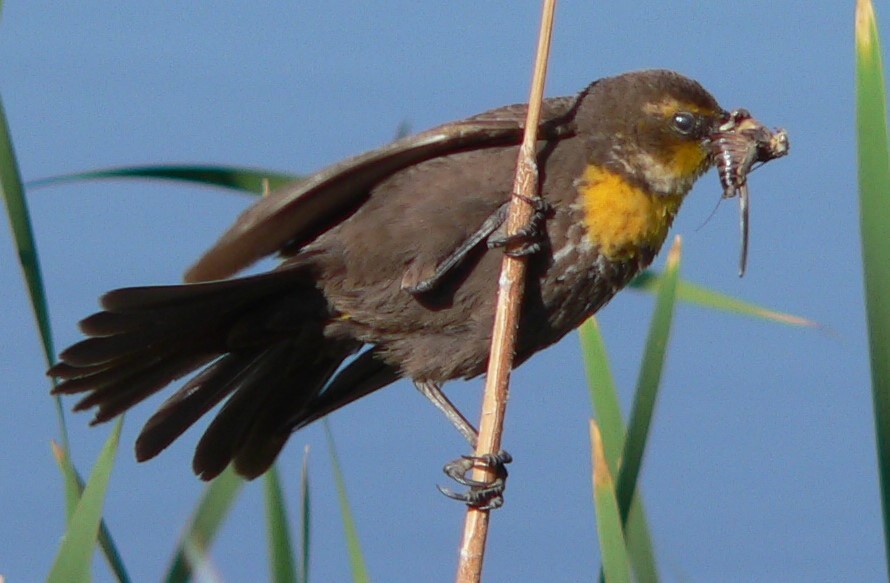 Yellow-headed Blackbird - ML637075544