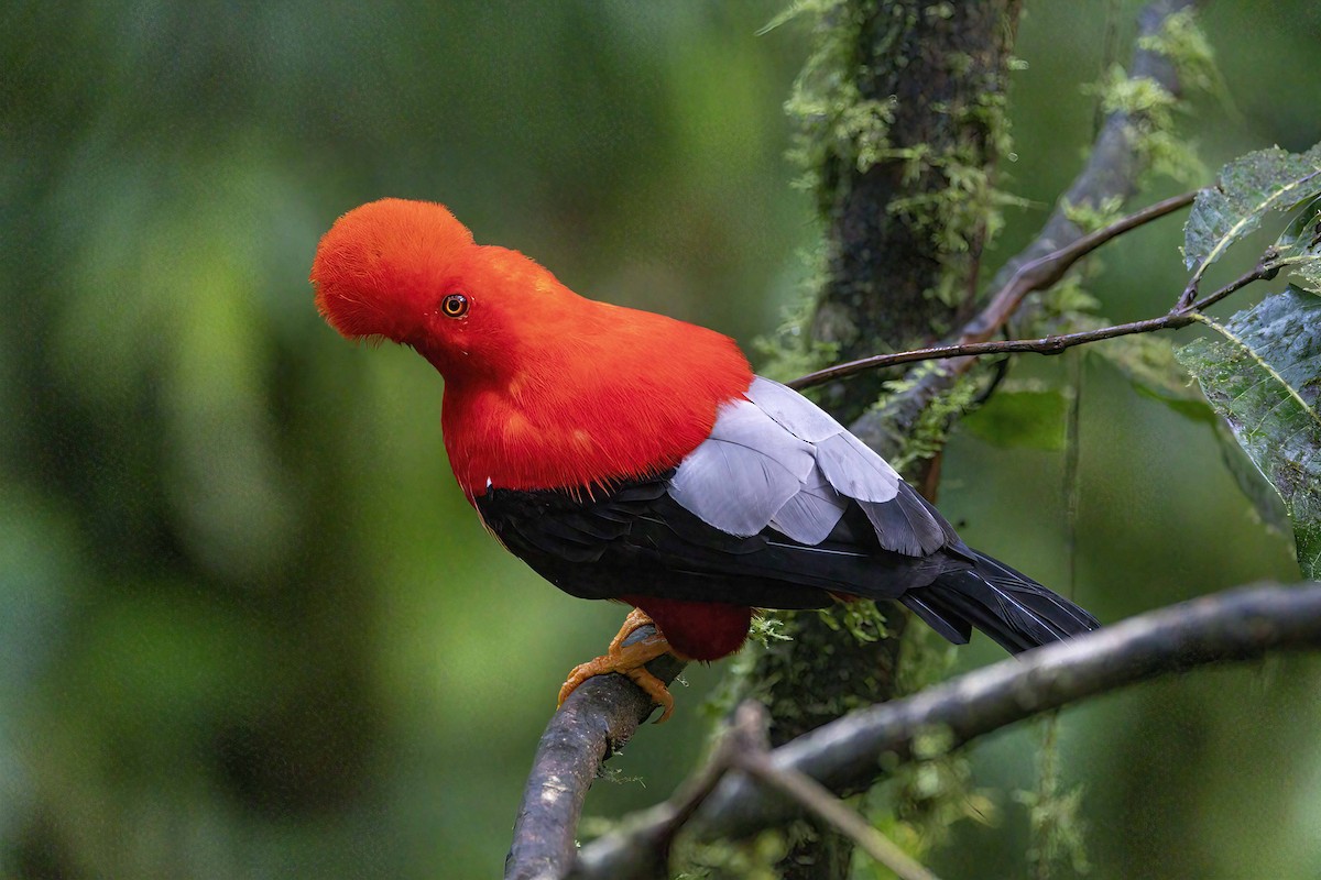 skalňák andský - ML637075552