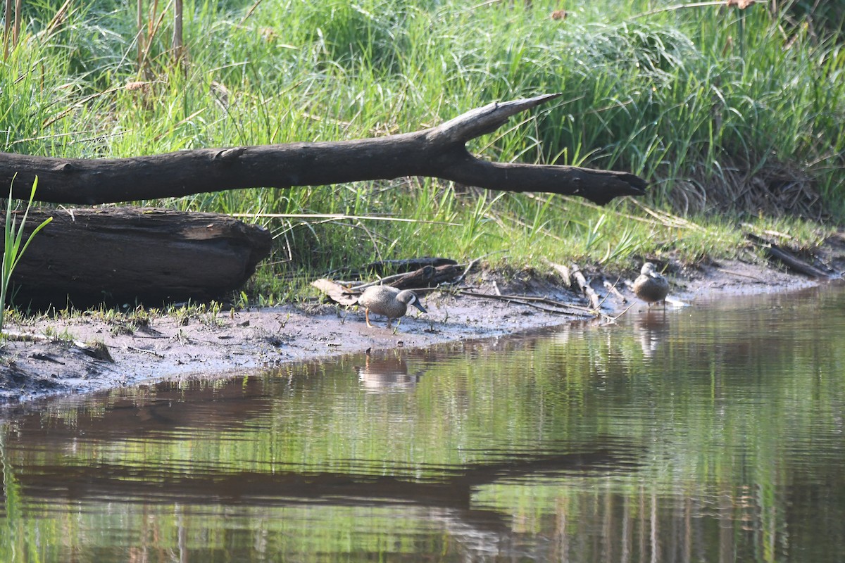 Blue-winged Teal - ML637075554