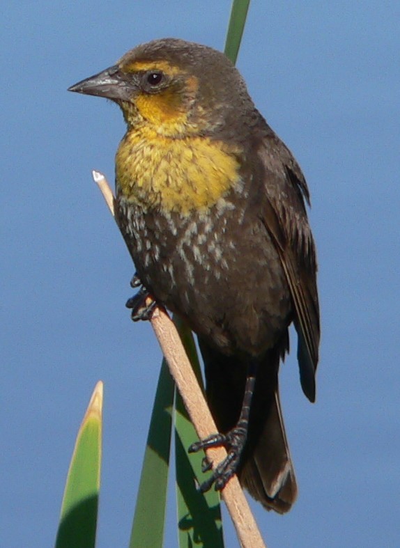 Yellow-headed Blackbird - ML637075560