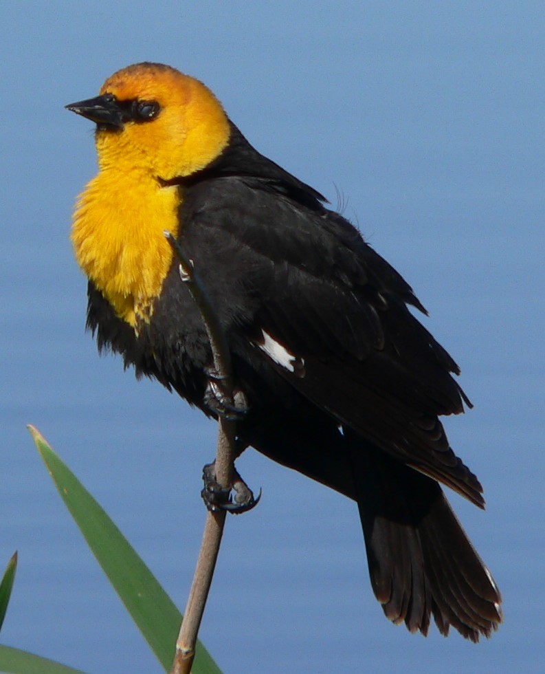 Yellow-headed Blackbird - ML637075565