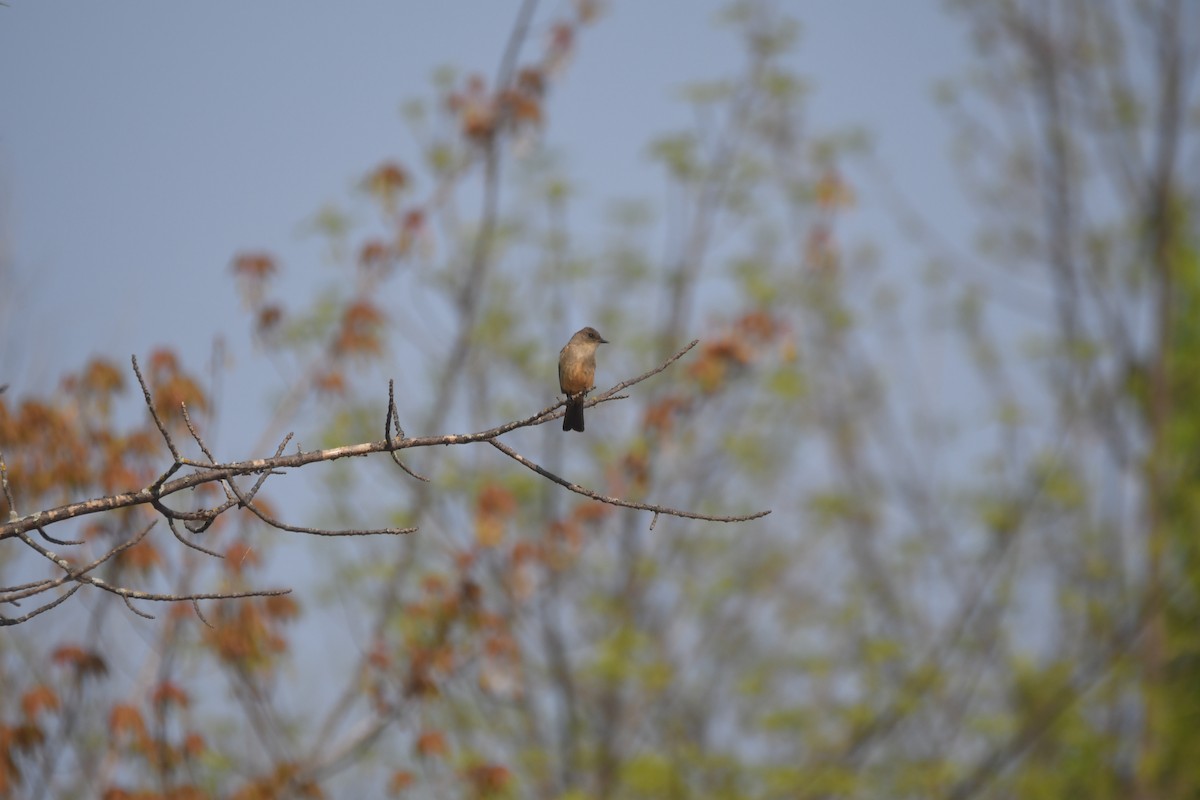 Say's Phoebe - ML637075574