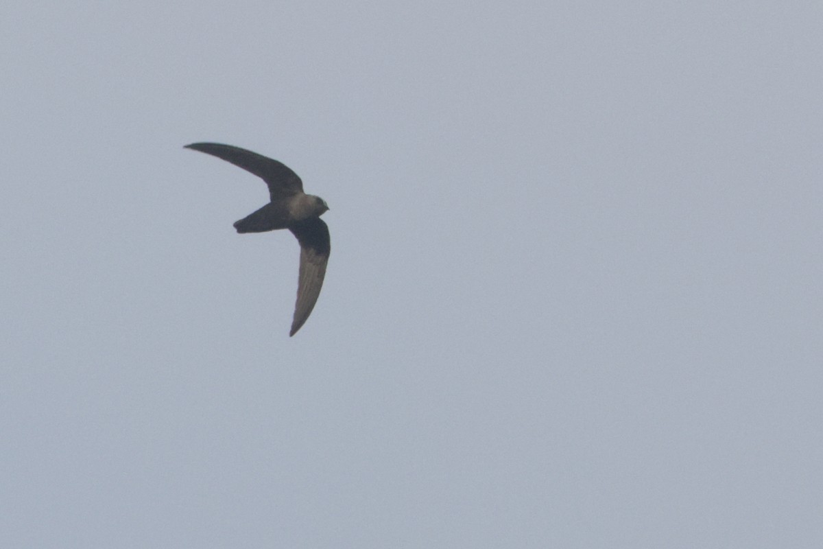 Black Swift - ML637075597