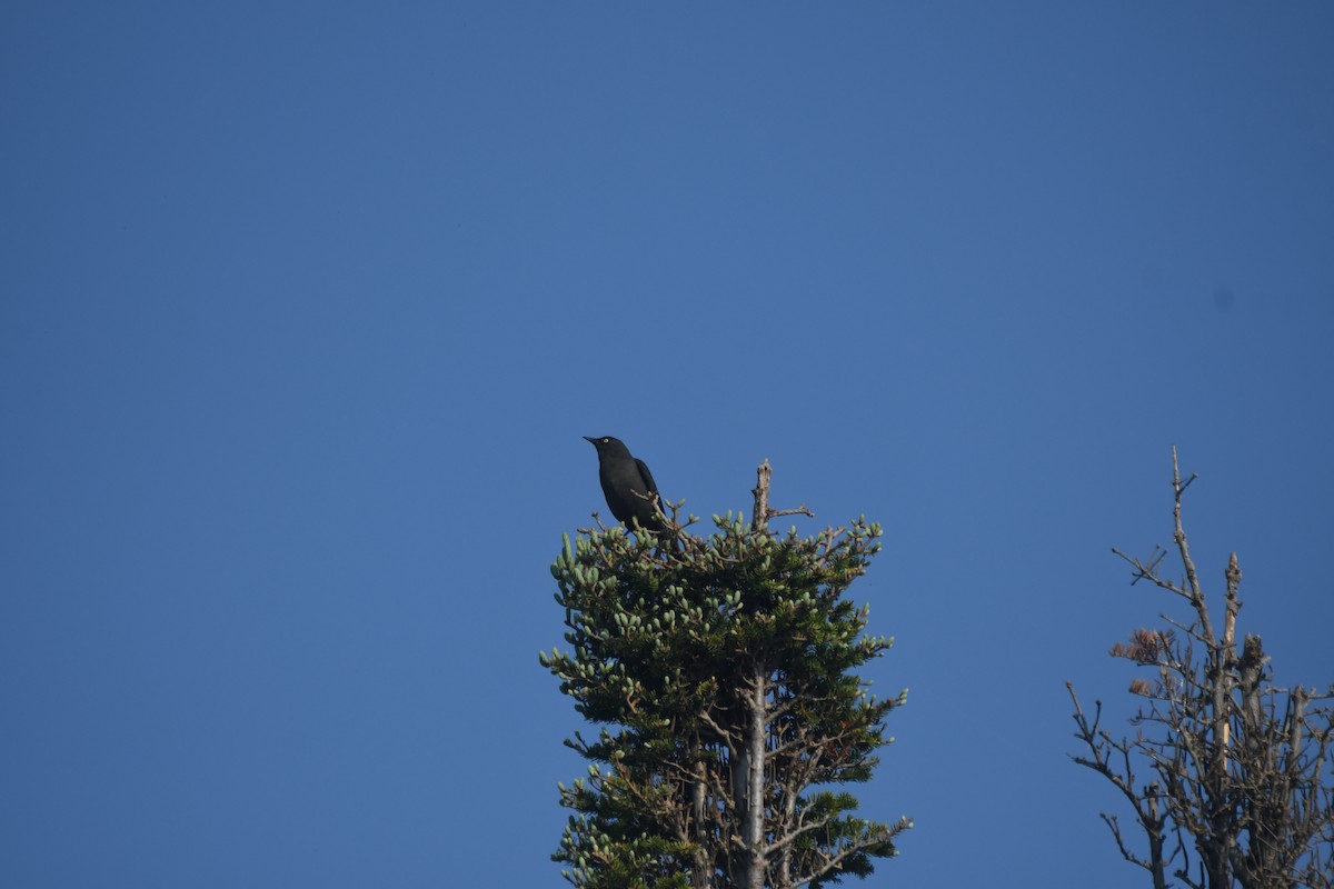 Rusty Blackbird - ML637075613