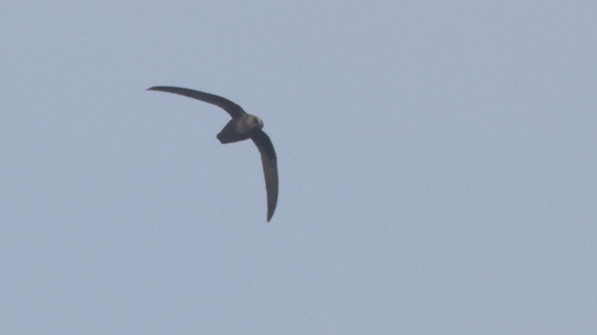Black Swift - ML637075641