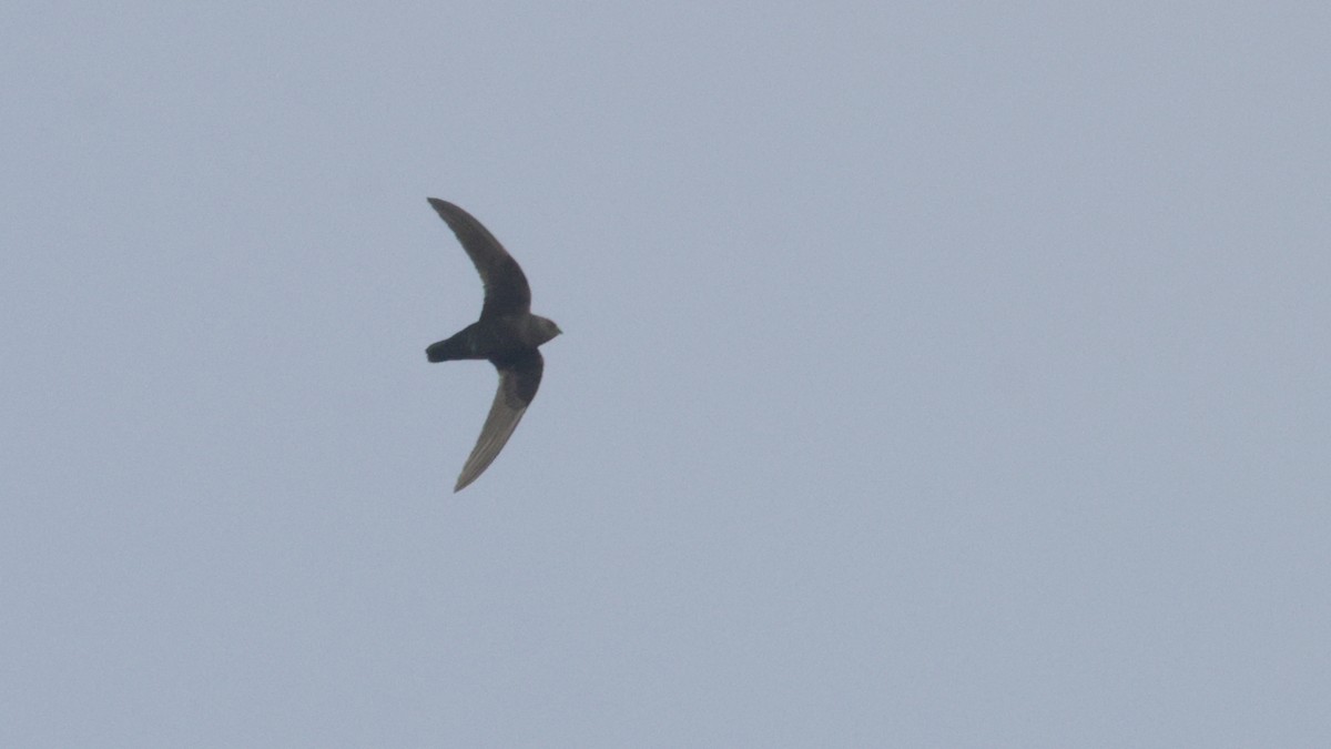 Black Swift - ML637075664