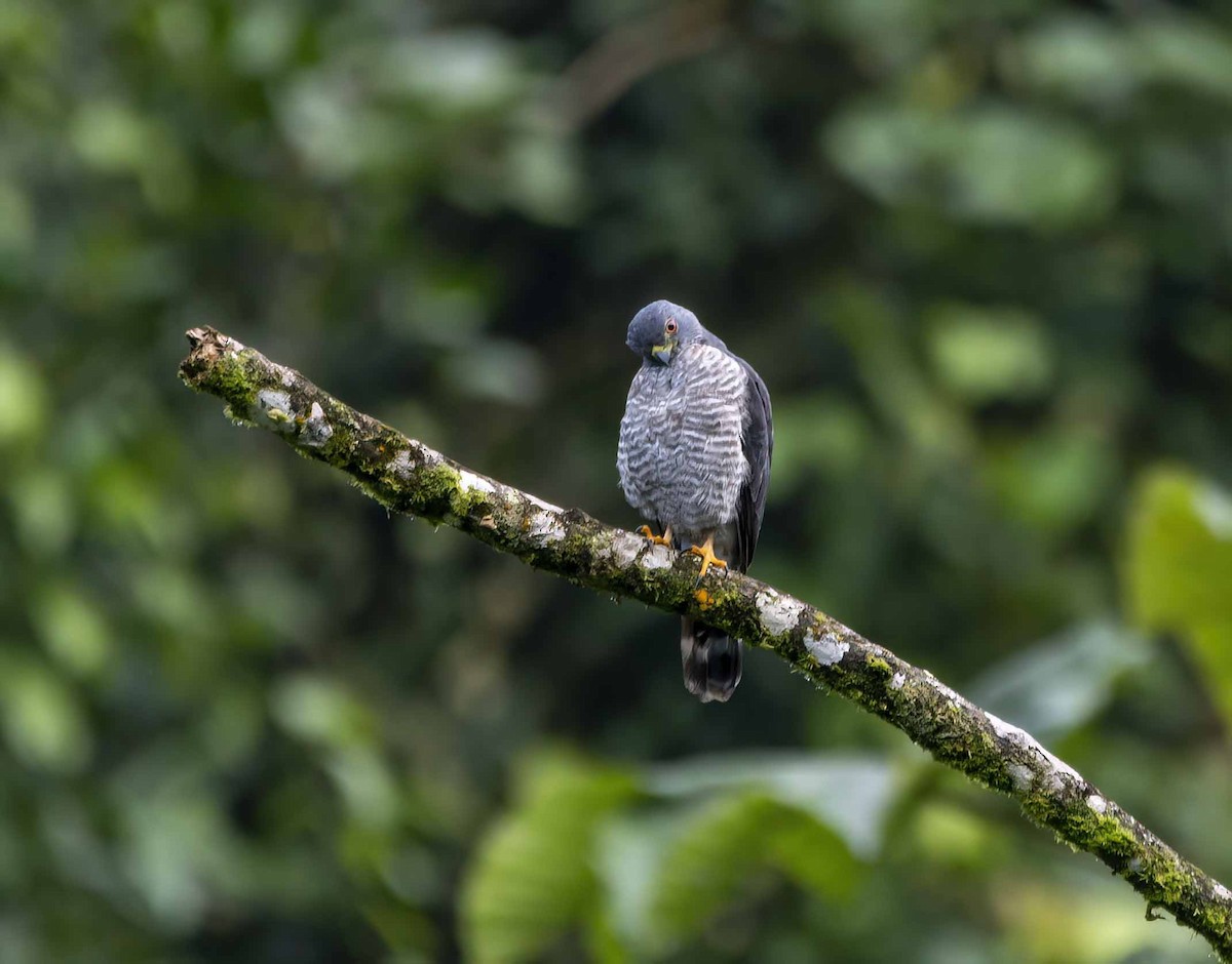 Double-toothed Kite - ML637075667