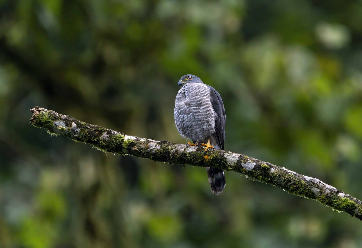 Double-toothed Kite - ML637075668