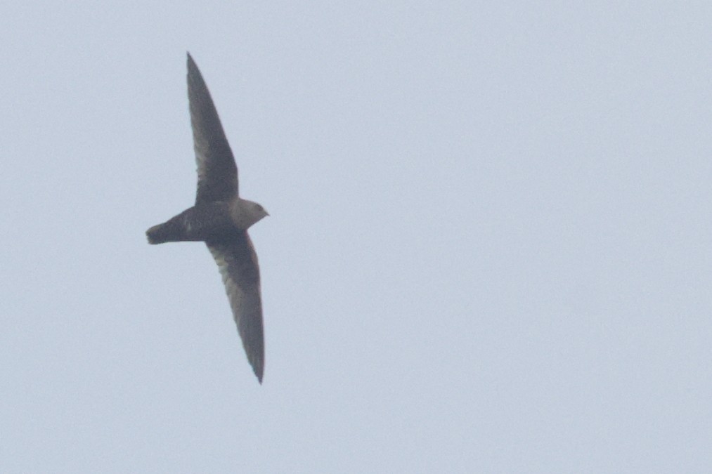 Black Swift - ML637075691