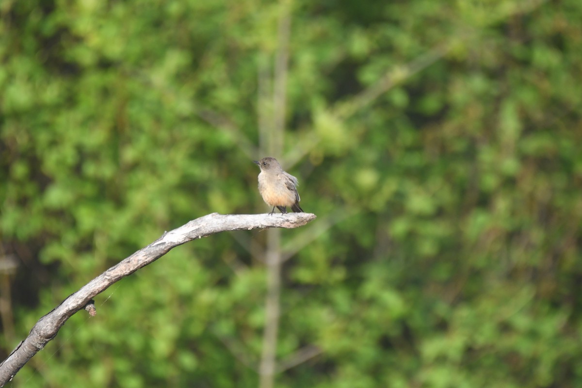 Say's Phoebe - ML637075695