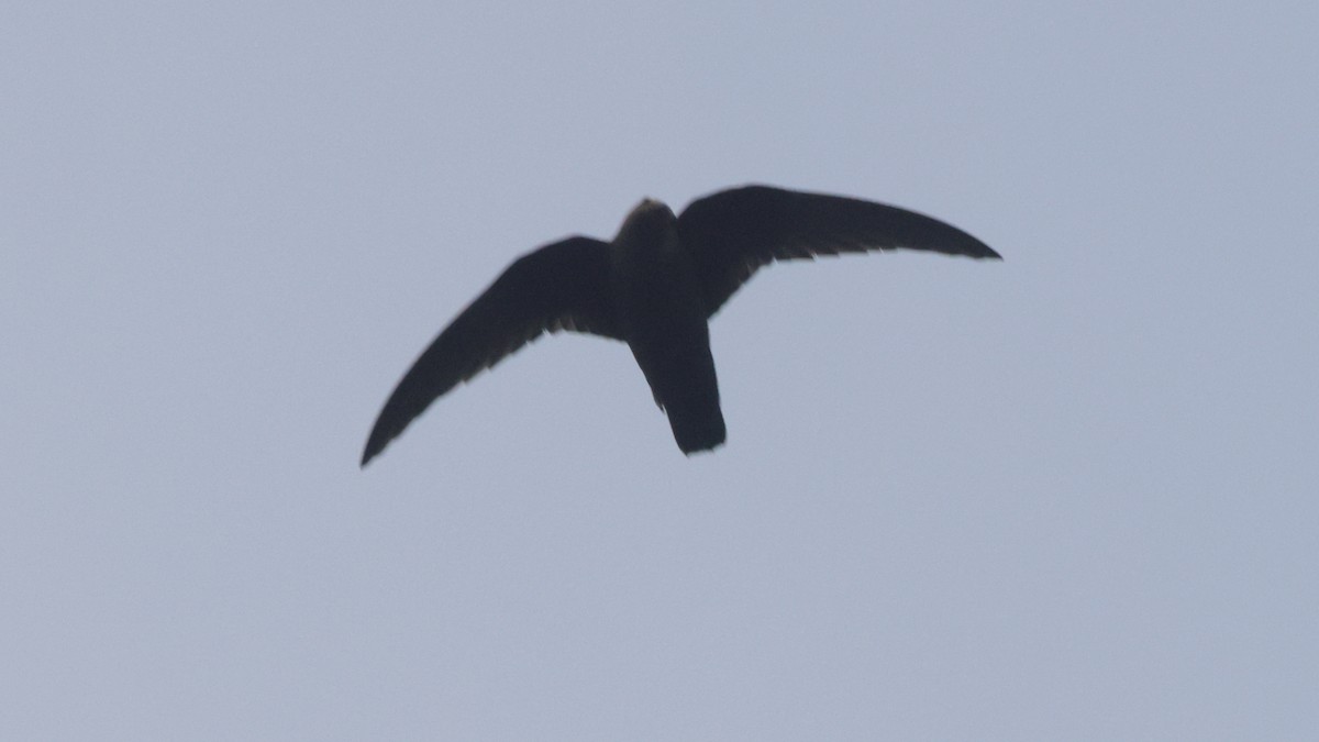 Black Swift - ML637075712