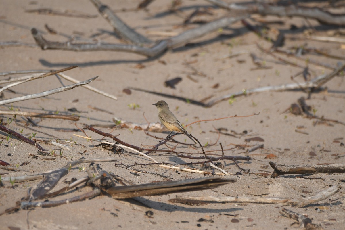 Say's Phoebe - ML637075714