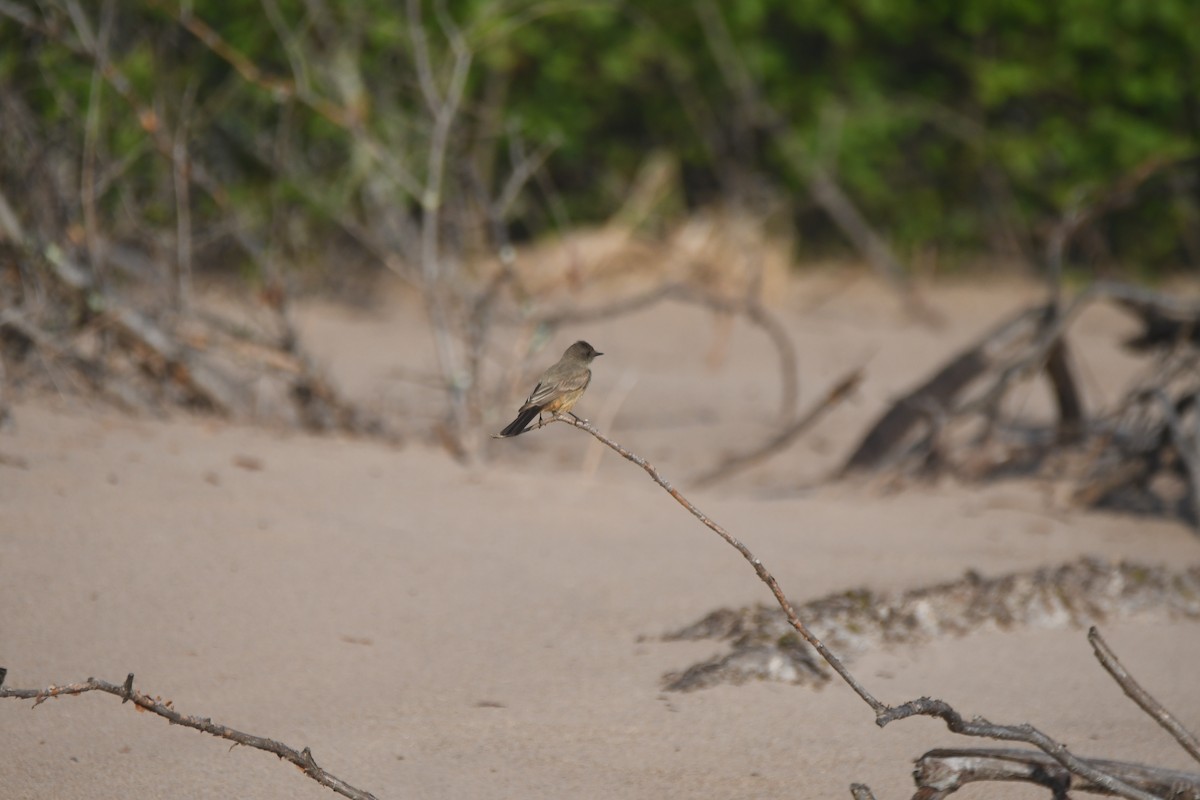 Say's Phoebe - ML637075724