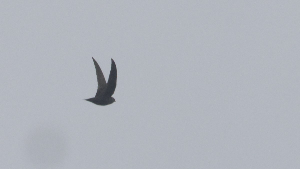 Black Swift - ML637075729