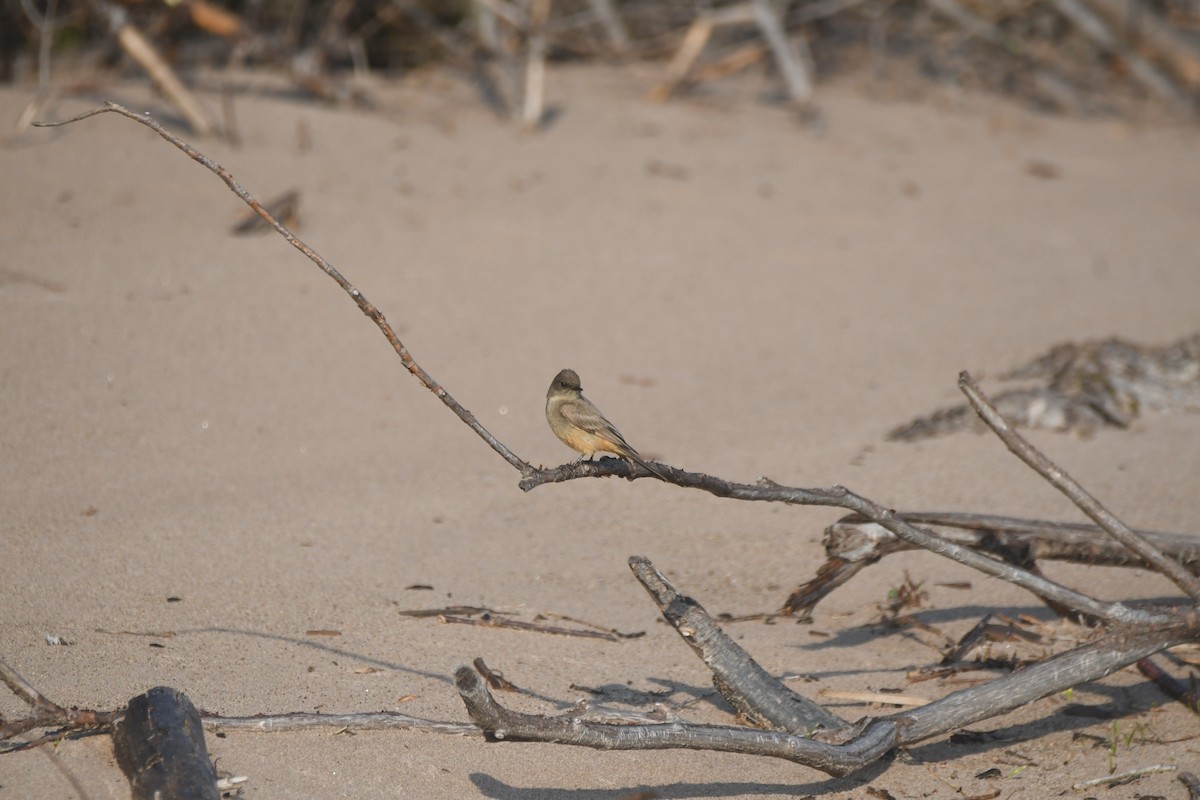 Say's Phoebe - ML637075740