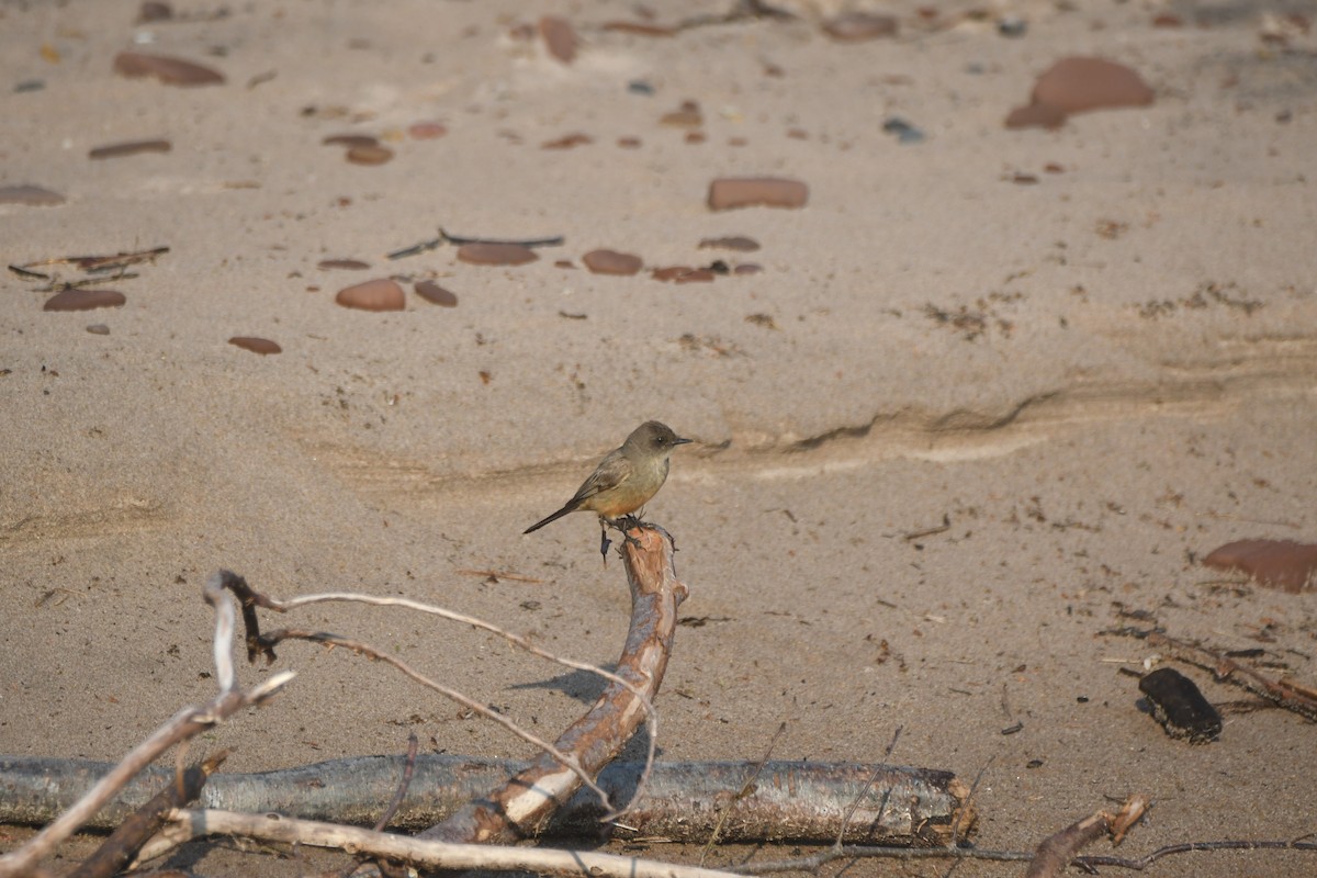 Say's Phoebe - ML637075777