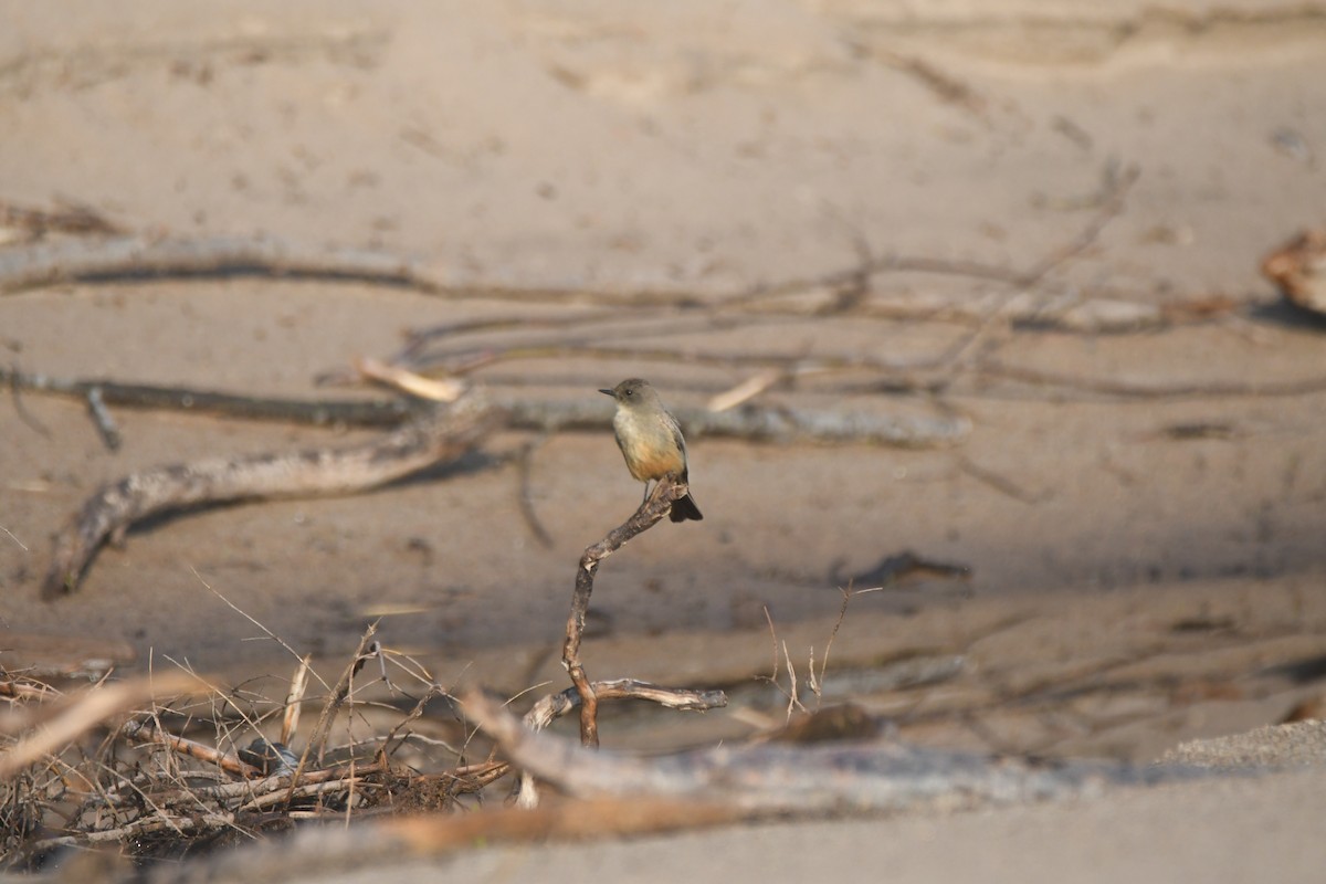 Say's Phoebe - ML637075800