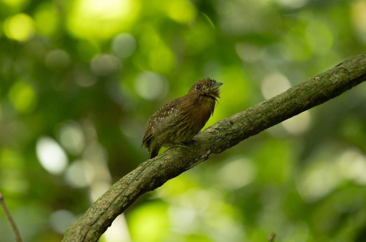 Moustached Puffbird - ML637075816