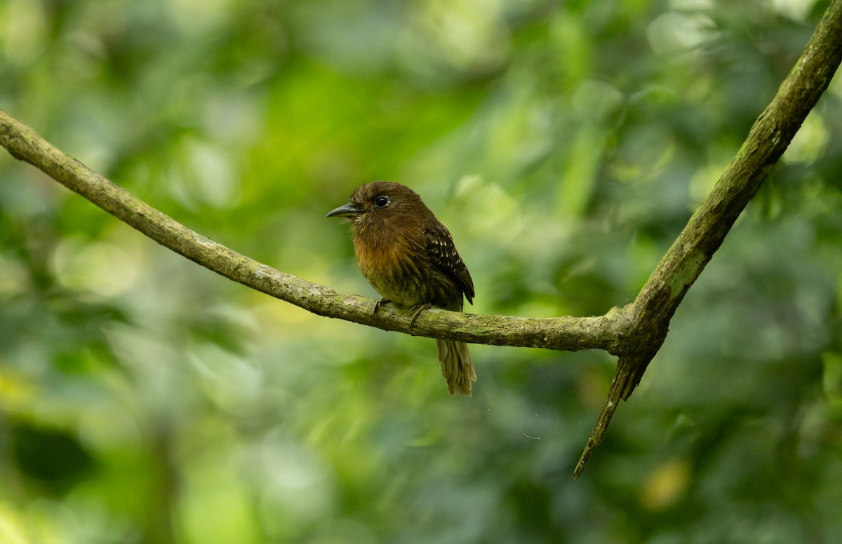 Moustached Puffbird - ML637075817