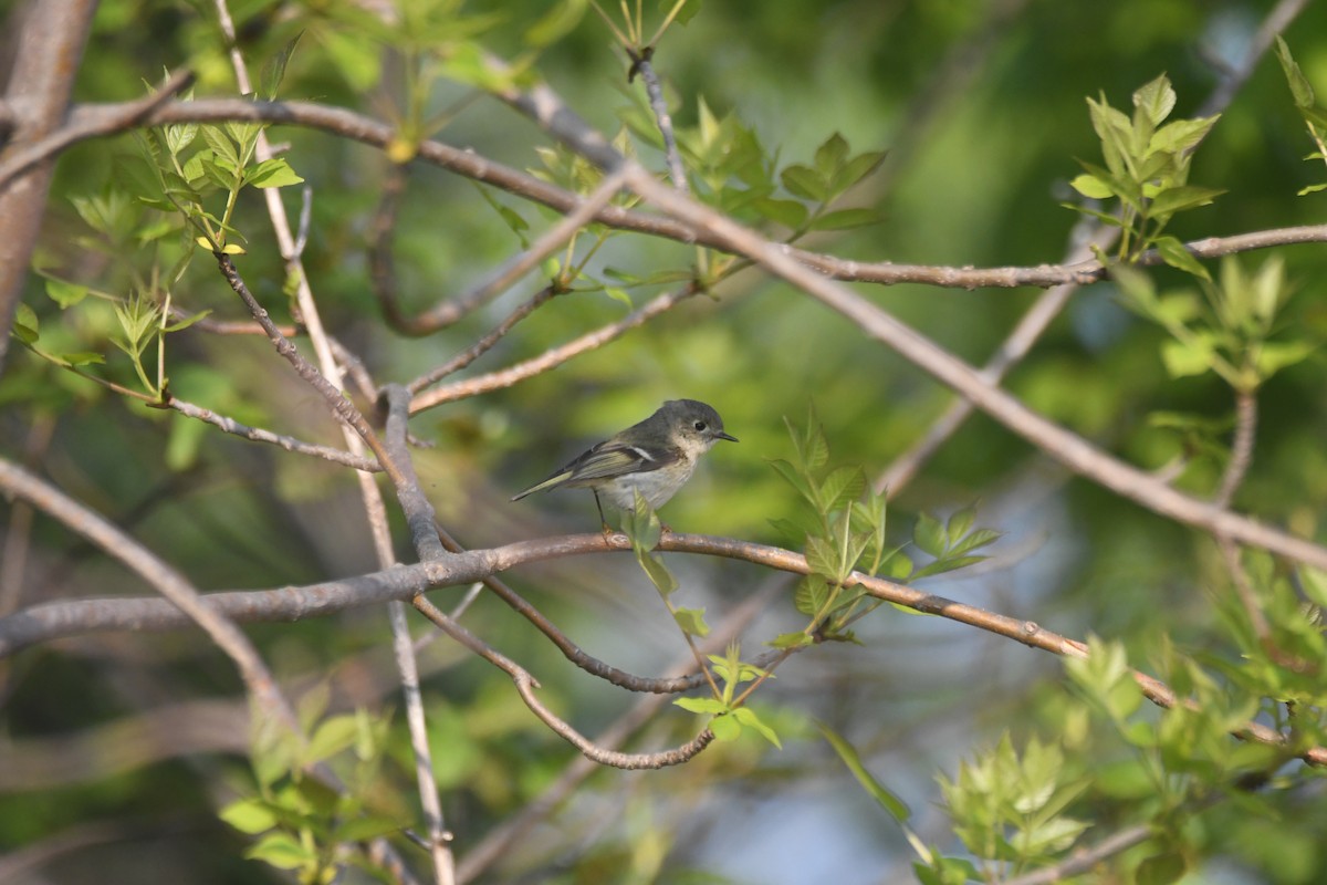 Ruby-crowned Kinglet - ML637075837