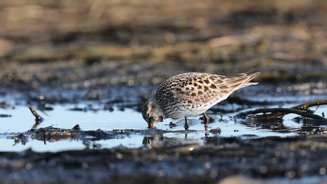 White-rumped Sandpiper - ML637075845