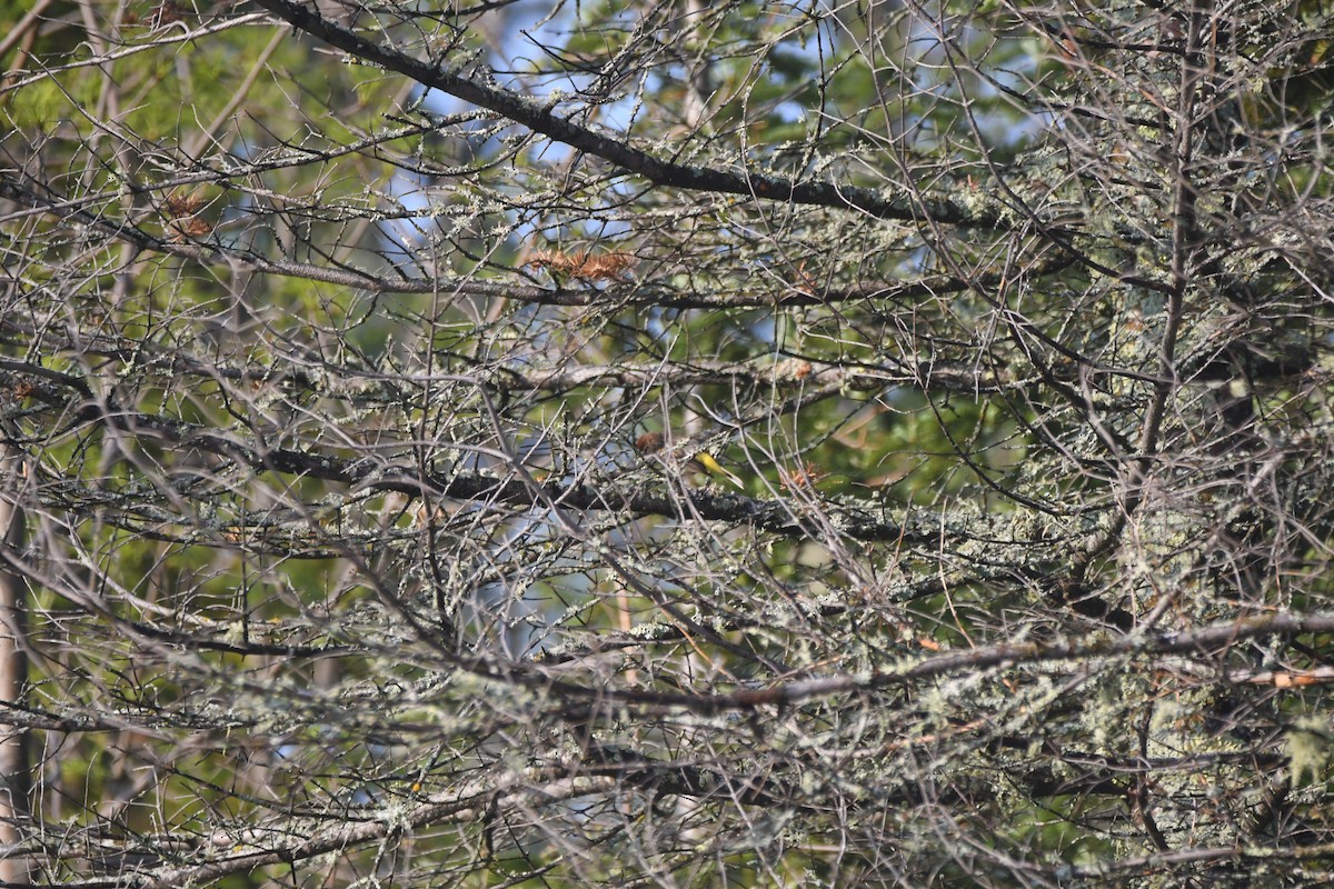 Palm Warbler - ML637075856