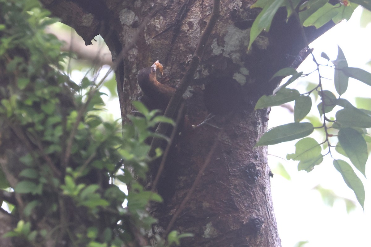 Okinawa Woodpecker - ML637075858