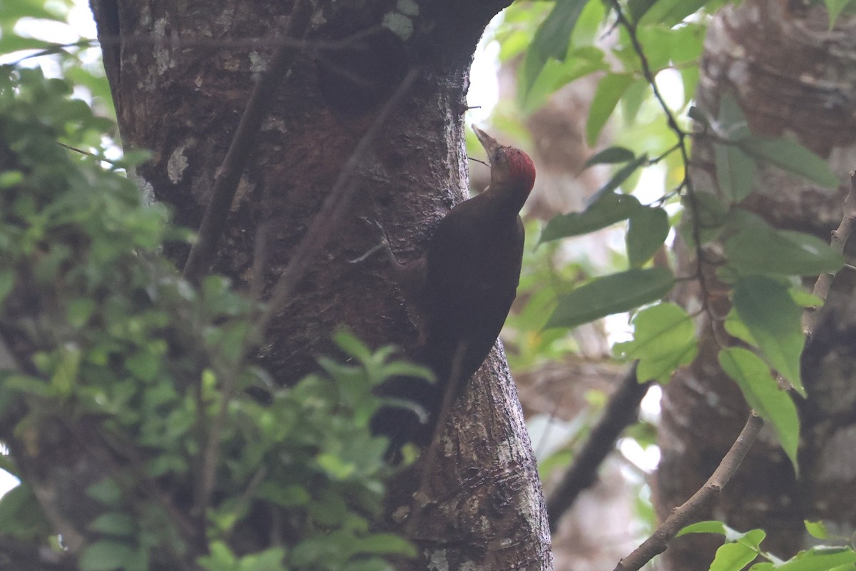 Okinawa Woodpecker - ML637075859