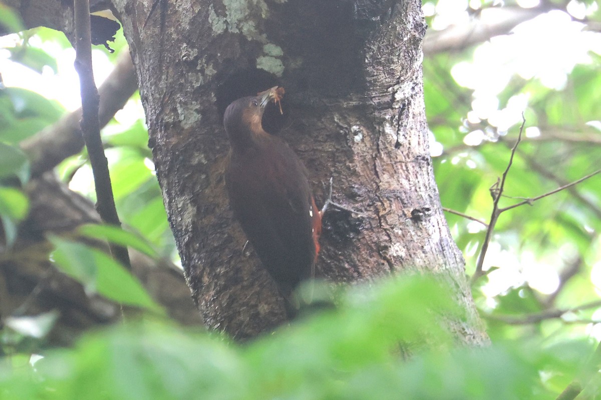 Okinawa Woodpecker - ML637075860