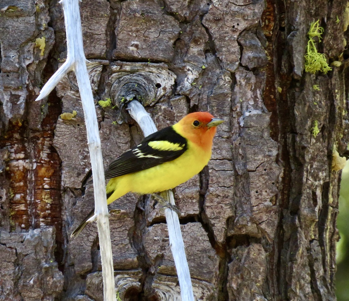 Western Tanager - ML637075873