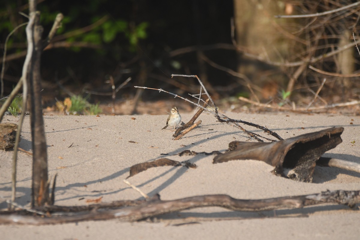 Clay-colored Sparrow - ML637075874