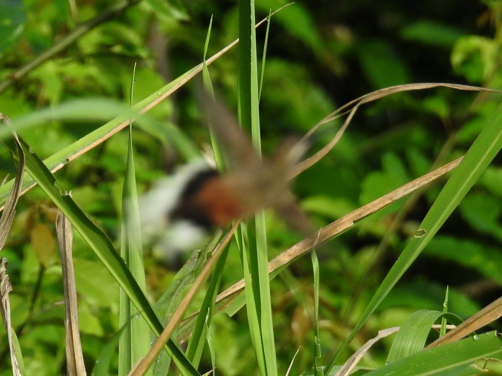 Sooty-capped Hermit - ML637075892