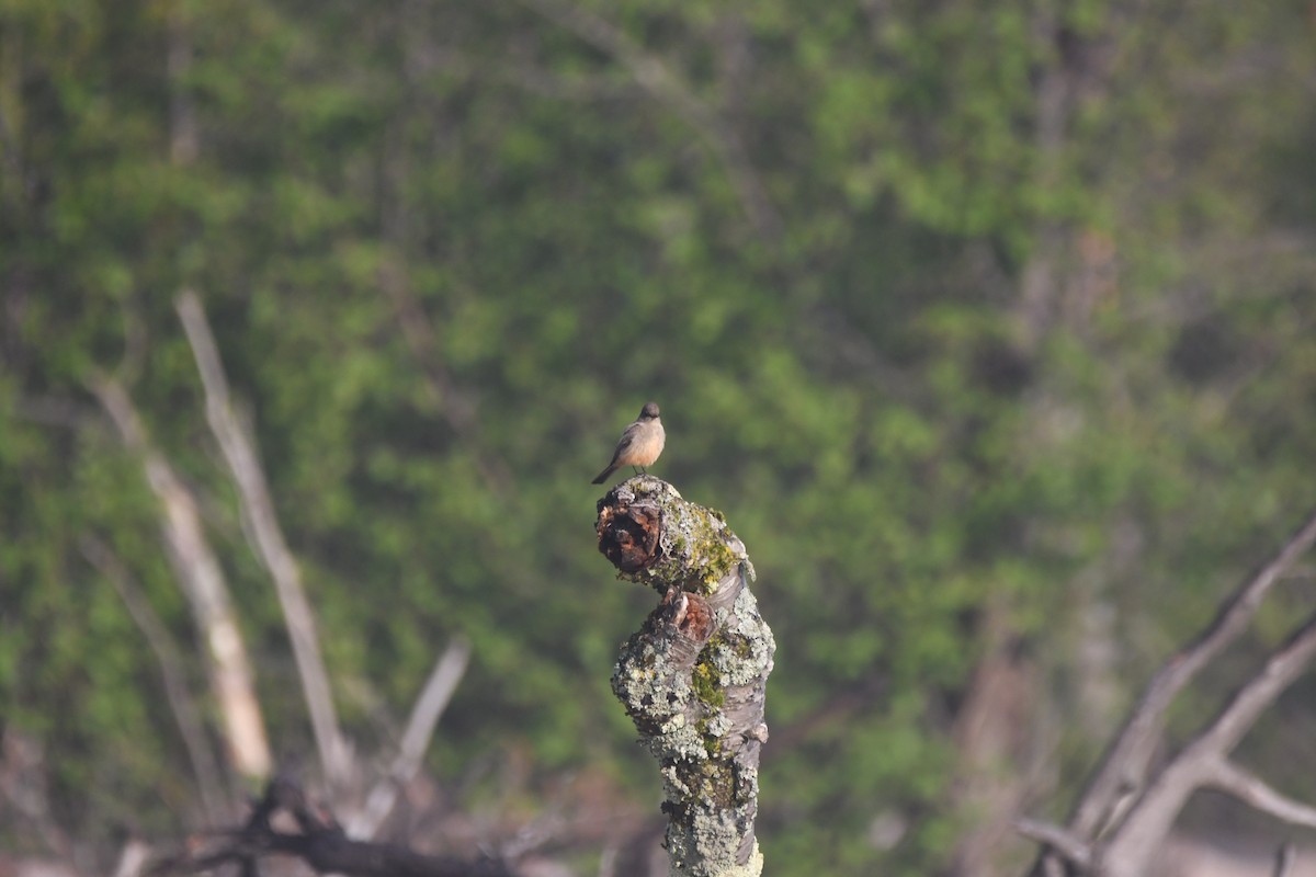 Say's Phoebe - ML637075994