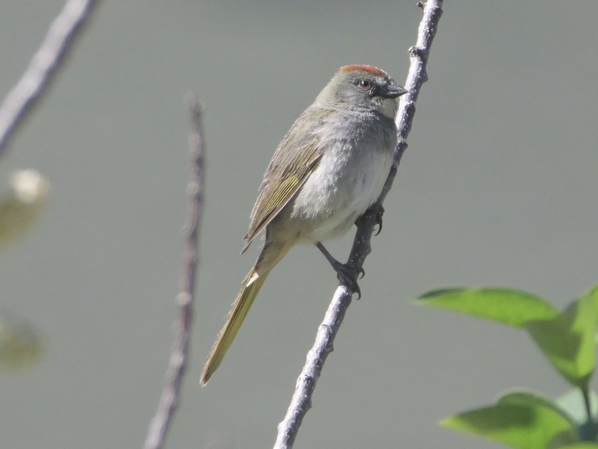 Green-tailed Towhee - ML637076224