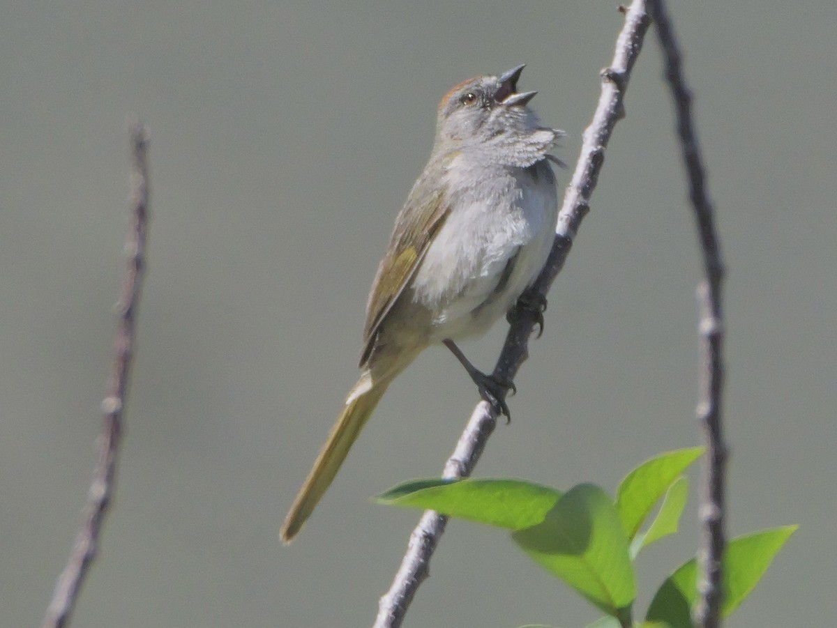 Green-tailed Towhee - ML637076225